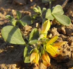 Lotononis strigillosa