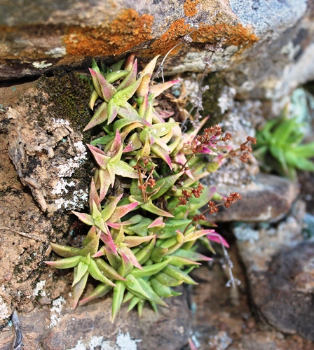 Crassula capitella