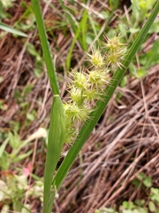 Cenchrus tribuloides