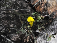 Rhynchosia schlechteri