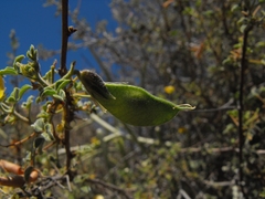 Rhynchosia schlechteri