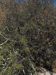 Rhynchosia schlechteri