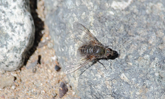 Aphoebantus melanogaster