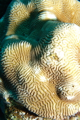 Leptoria phrygia