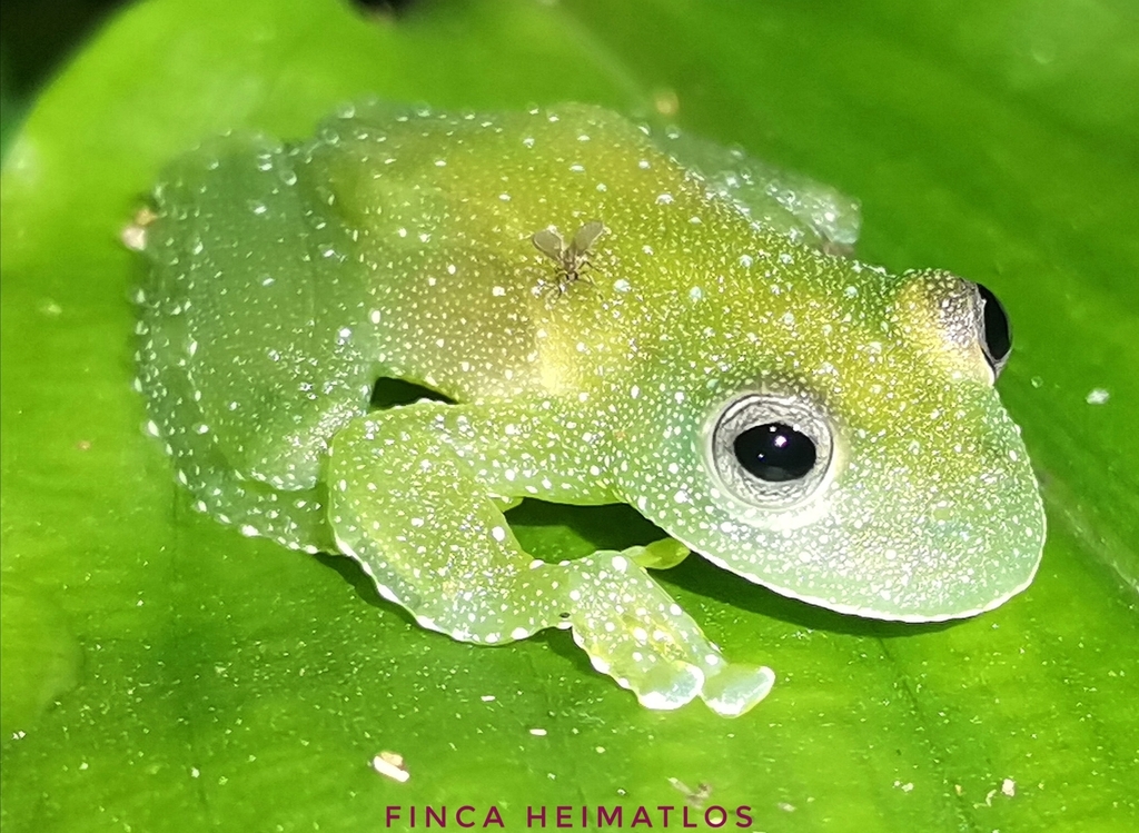 Resplendent Cochran Frog