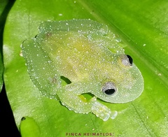 Cochranella resplendens