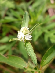 Croton glandulosus septentrionalis