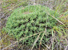 Euphorbia franksiae