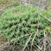 Euphorbia franksiae - Photo (c) graham_g, algunos derechos reservados (CC BY-NC)