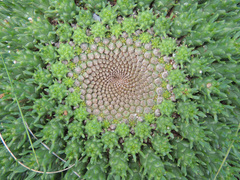Euphorbia franksiae