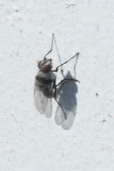 Anthomyia silvestris