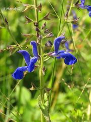 Salvia vitifolia