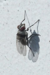 Anthomyia silvestris