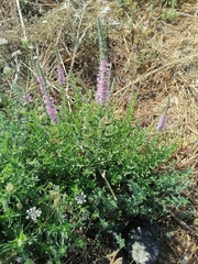 Lythrum salicaria