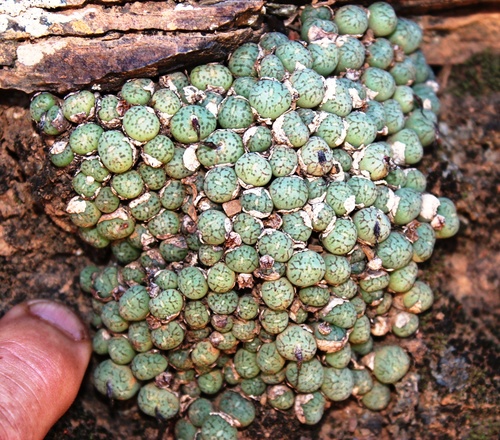 Conophytum uviforme