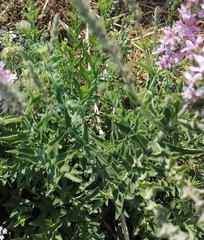 Lythrum salicaria