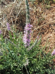 Lythrum salicaria