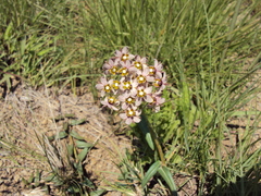 Asclepias flexuosa