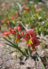 Gladiolus speciosus