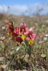Gladiolus speciosus