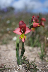 Gladiolus speciosus