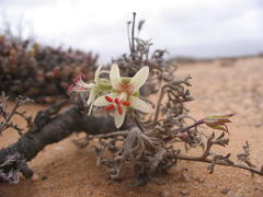Pelargonium albersii