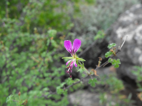 Pelargonium antidysentericum