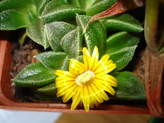 Nananthus vittatus