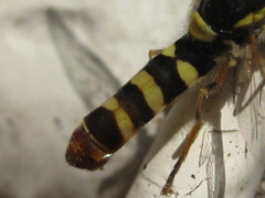 Ischiodon aegyptius