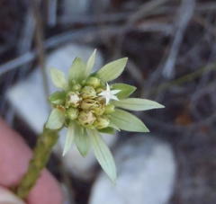 Euchaetis longibracteata