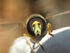 Ischiodon aegyptius