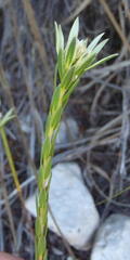 Euchaetis longibracteata