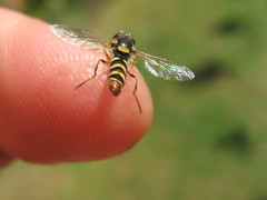 Ischiodon aegyptius
