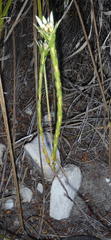 Euchaetis longibracteata