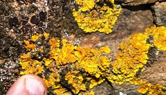 Dufourea