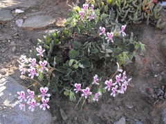 Pelargonium echinatum