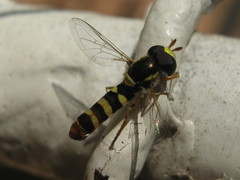 Ischiodon aegyptius