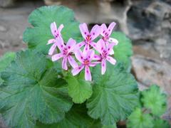 Pelargonium echinatum