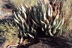 Aloe claviflora