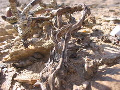 Pelargonium crassicaule