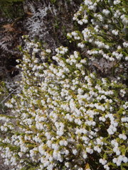 Erica formosa