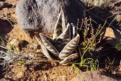 Gonialoe variegata