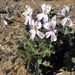 Pelargonium crassicaule - Photo (c) pietermier, some rights reserved (CC BY-NC)