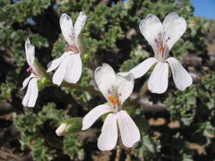 Pelargonium crassicaule