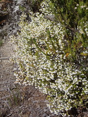 Erica formosa