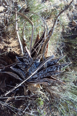Gonialoe variegata