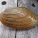 Newfoundland Floater - Photo (c) pascal_samson, some rights reserved (CC BY-NC), uploaded by pascal_samson