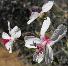 Pelargonium adriaanii