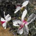 Pelargonium adriaanii - Photo (c) pietermier, some rights reserved (CC BY-NC)