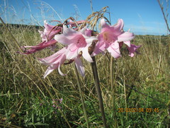 Amaryllis belladonna